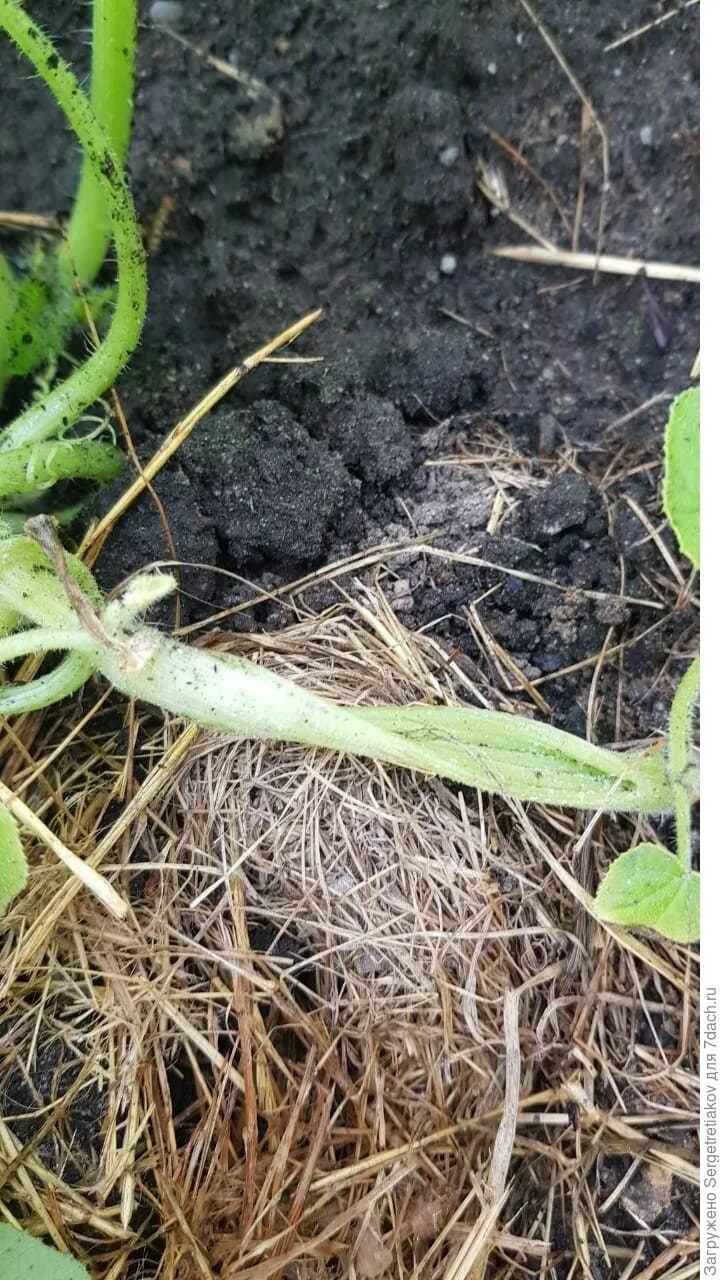 Cucurbita foetidissima. Поперечный срез корня тыквы строение. Корешок тыквы. Корень тыквы фото. Корневая система тыквенных.