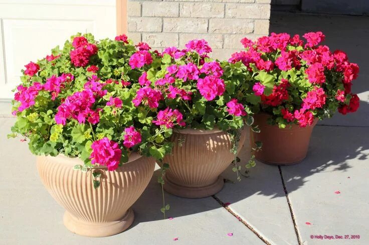 Free Images : flower, pot, stone, staircase, summer, floral, decoration, red, do