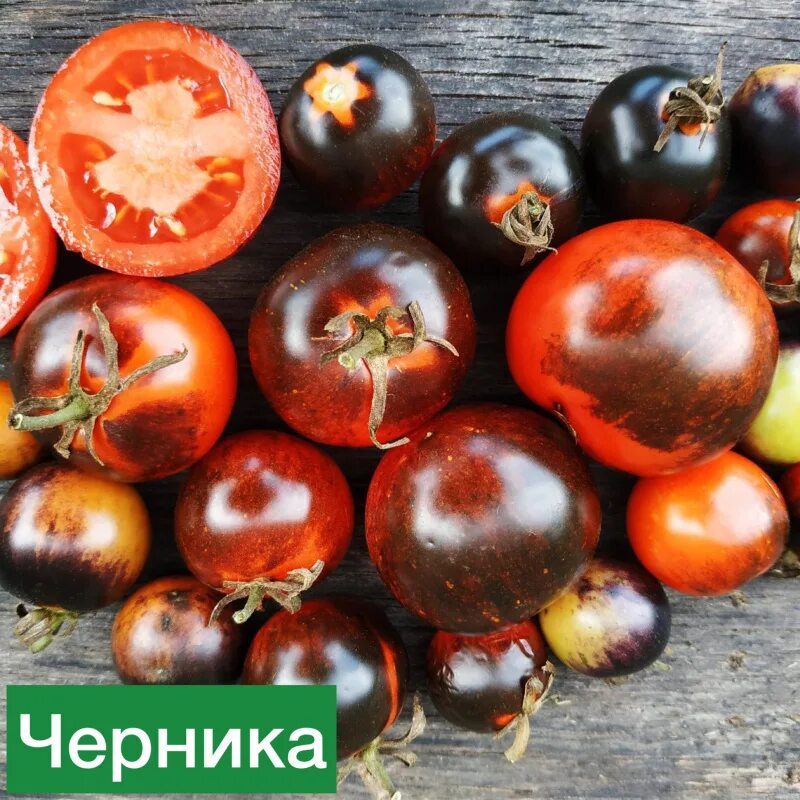 Черничный блюз томат. Томат черника 20шт биотехника. Помидоры голубика. Томат черничный блюз f1. Семена томат черничка.