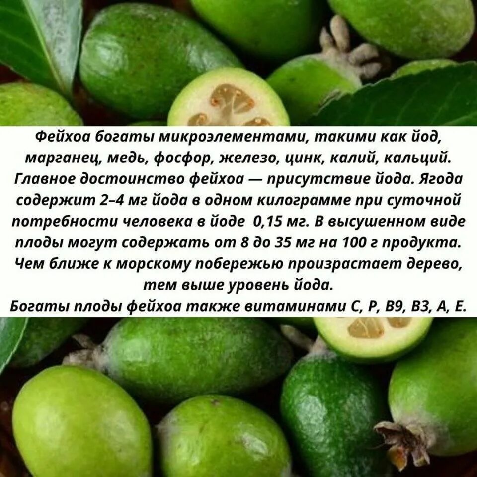 Можно ли беременным фейхоа. Фейхоа. фейхоа фрукт полезные. фейхоа полезные. фейхоа витамины.