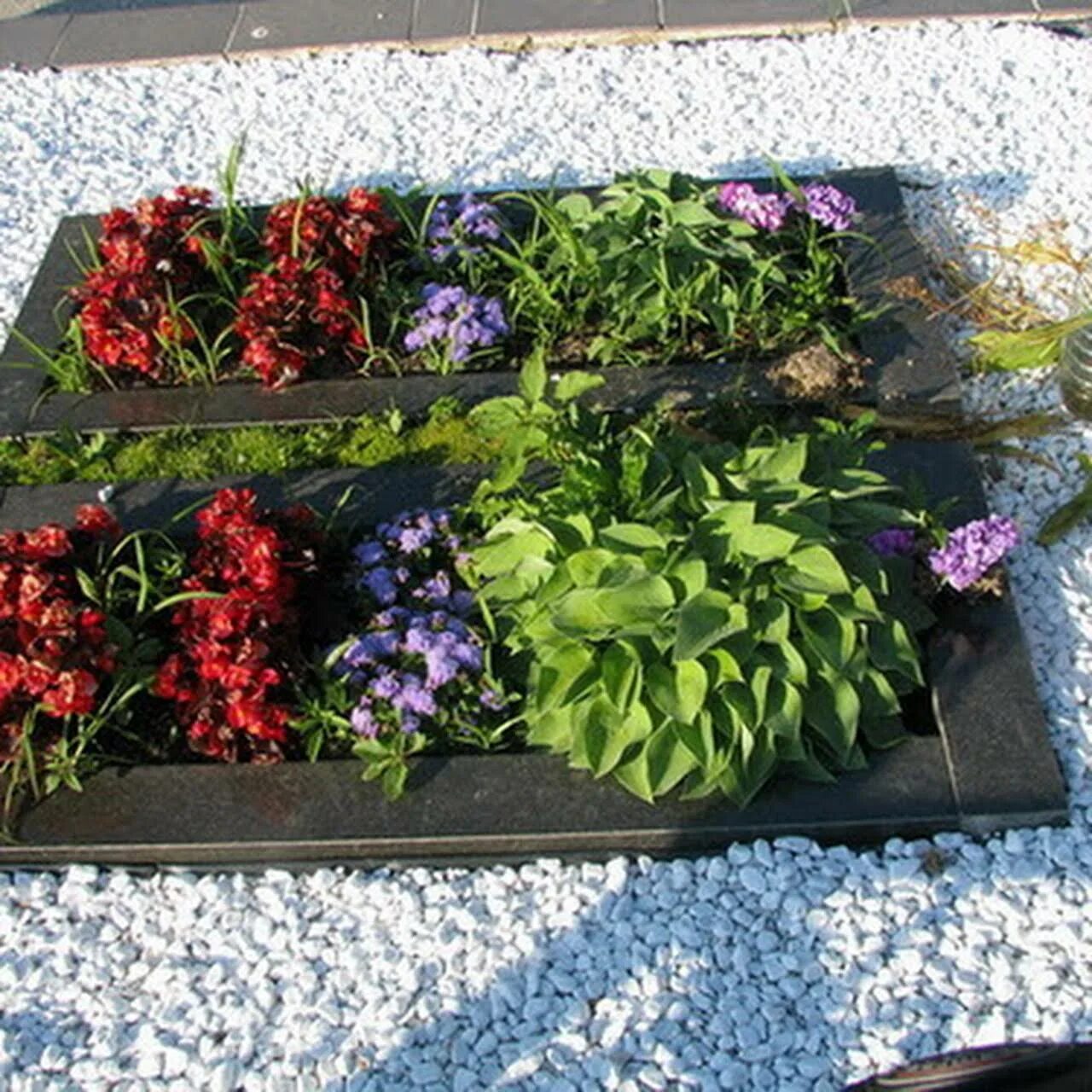 Какие цветы лучше посадить на могиле. Озеленение могилок Хоста. Красивые цветники на могилу. Цветник на кладбище. Украшение цветников на могилах.