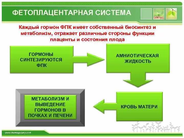 Поподробнее каждую систему. Какие гормоны синтезируются фетоплацентарной системой. Функции фетоплацентарной системы. . Основные функции системы «мать-плацента-плод». Роль фетоплацентарного комплекса.