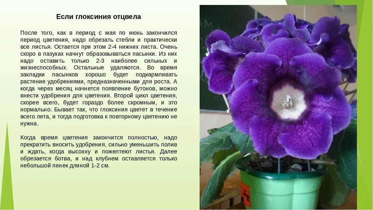 Глоксиния комнатный цветок уход и размножение фото - ViktoriaFoto.ru