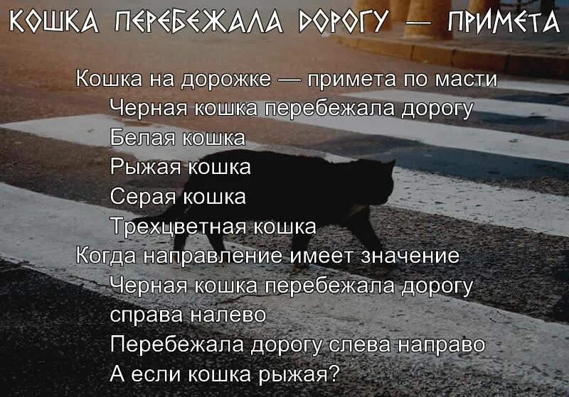 Что делать если кошка перебежала дорогу. Приметы кошка перебежала дорогу. Черная когда перебежала дорогу с плава налево. Чёрная кошка перебежала дорогу. Если черная кошка перебежала дорогу.