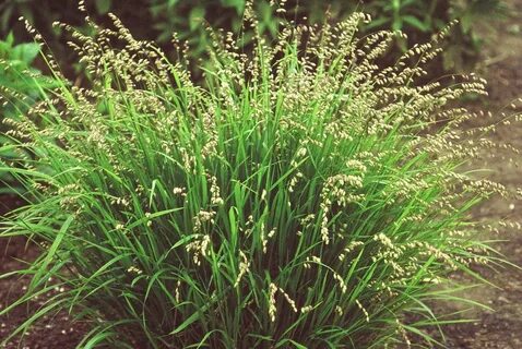 Flowers grasses