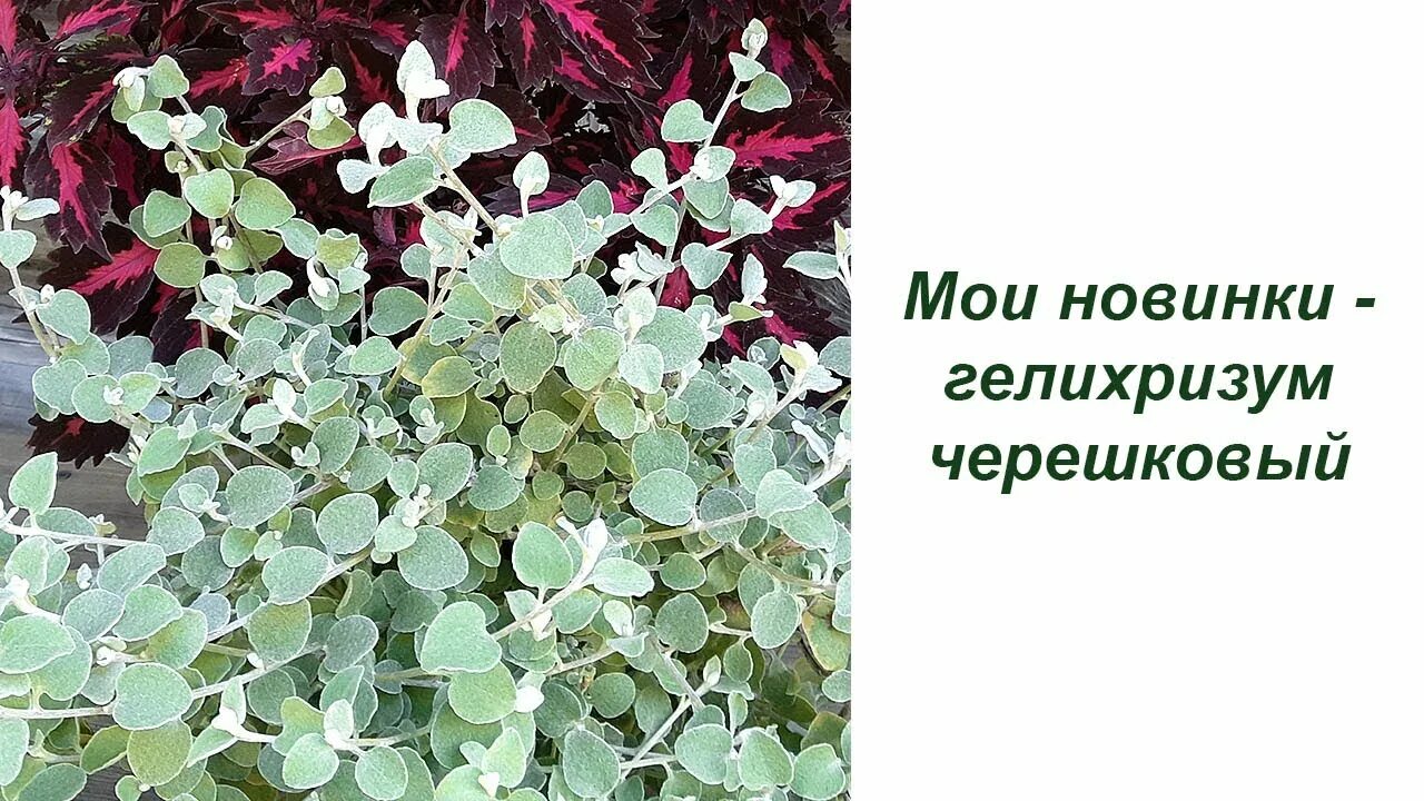Гелихризум черешковый (ID# 76268517), цена: 3.70 руб., купить на Deal.by