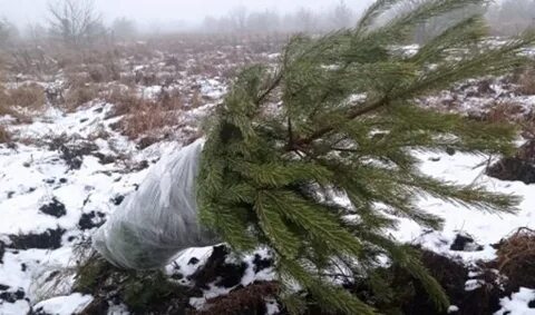 25 сосен