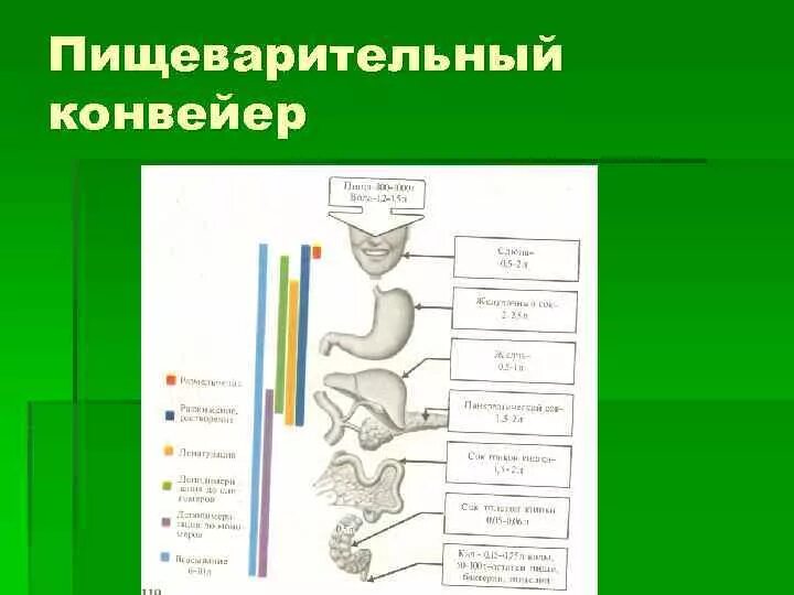 Функции пищеварительной системы двигательная. Пищеварительный конвейер. схема пищеварительного конвейера. физиология пищеварения пищеварительный конвейер. функции пищеварительного конвейера.
