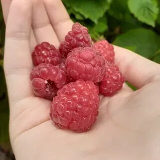 Душистая малина предложение