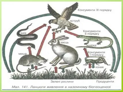 Цепи питания продуценты редуценты