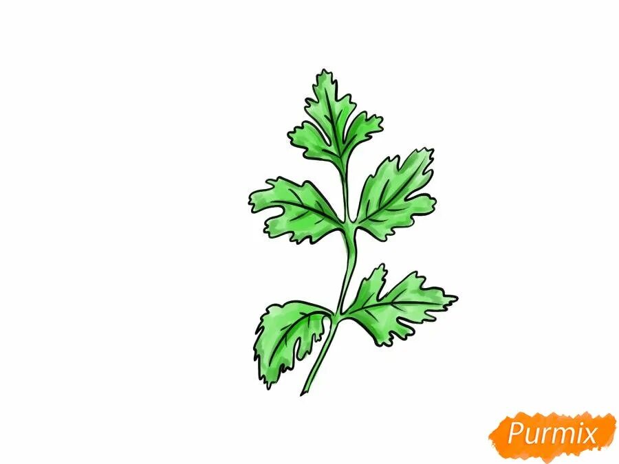 Петрушка раскраска для детей. Озорник петрушка. Рисуем петрушку. Нарисовать петрушку. Раскраска петрушка растение.