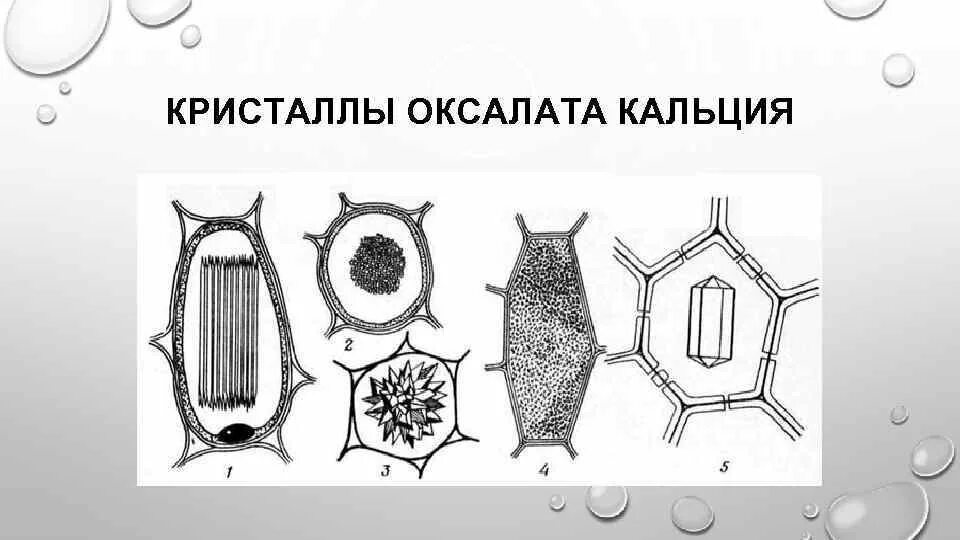 Включения оксалата кальция друзы. Кристаллы оксалата кальция в растительной клетке. Формы кристаллов оксалата кальция. Включения оксалата кальция призматические Кристаллы. Клетка листа бегонии