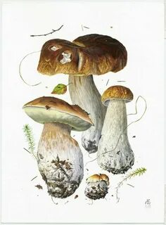 Боровик рисунок