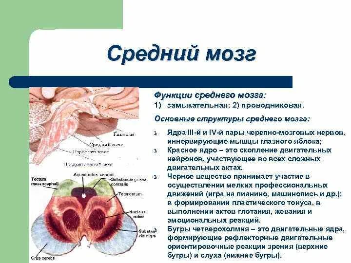 Зоны среднего мозга. Физиологические функции среднего мозга. Средний мозг строение и функции. Функции среднего мозга кратко таблица. Средний мозг строение и функции кратко таблица.