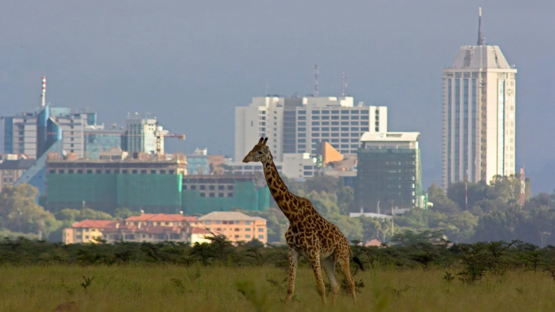 Africa city. Найроби (столица Кении). Найроби Африка. Найроби столица Кении фото. Национальный парк Найроби.
