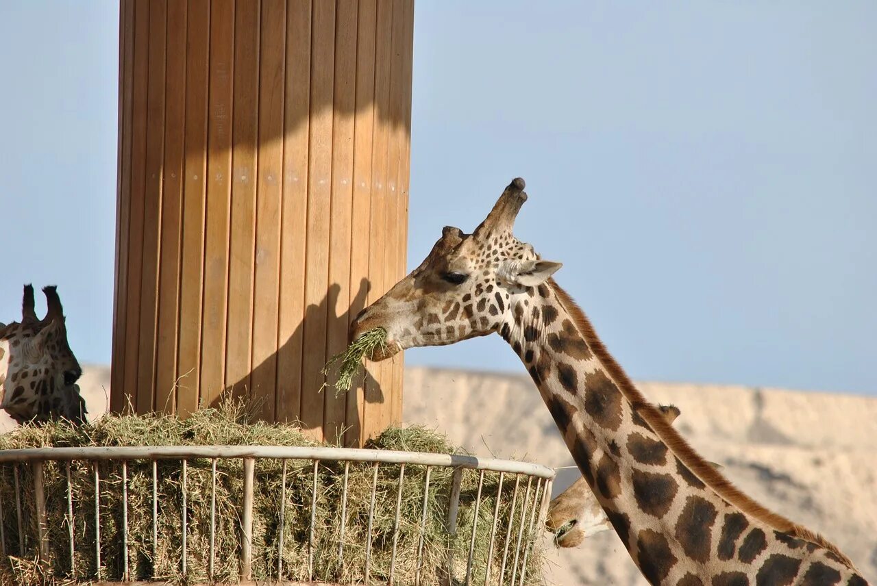 Жираф в зоопарке. Найроби кения сафари. Кения парк найроби. Африканский зоопарк. Зоопарк в африке.