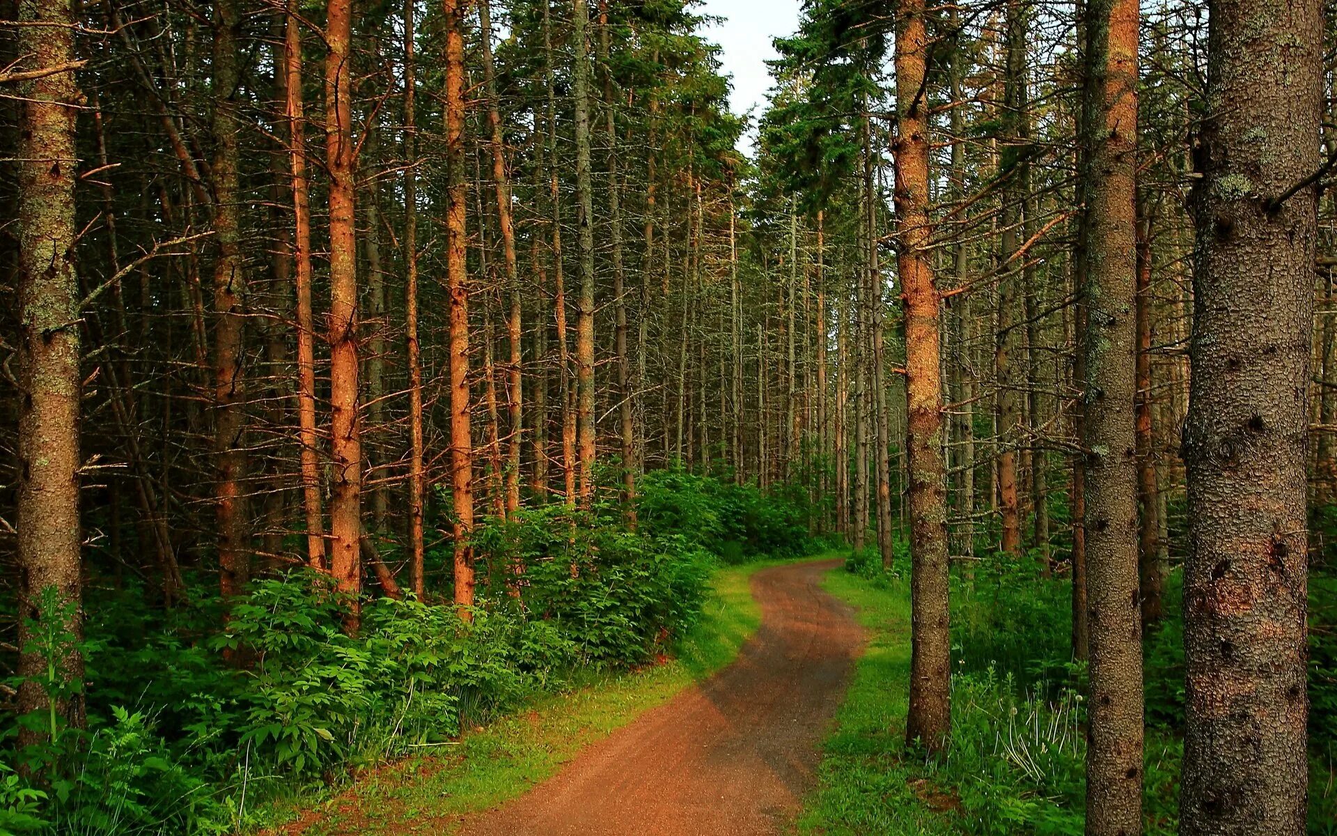 Лесной это. Лес. Красивые леса. Еловый лес. Красивая природа лес.