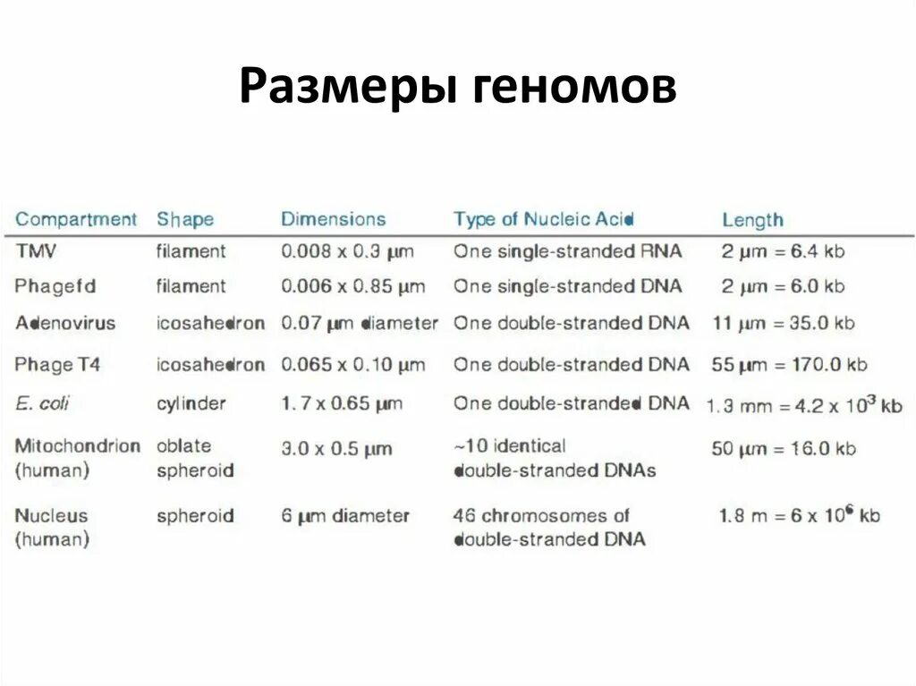 Размер генома. Таблица геномов. Размер генома человека. Размеры геномов разных организмов.