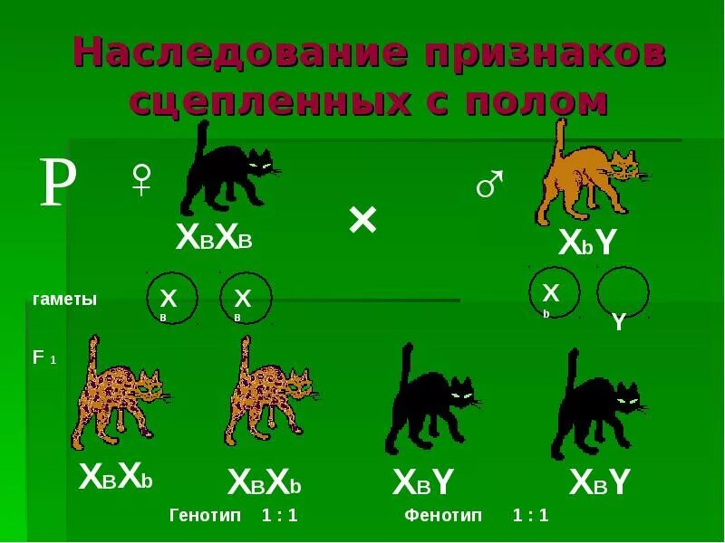 Сколько хромосом у кошки. Наследование признаков сцепления с полом. Сцепление с полом наследование схема. Наследование признаков сцепленных с полом схема. Генетика пола сцепление с полом наследование.