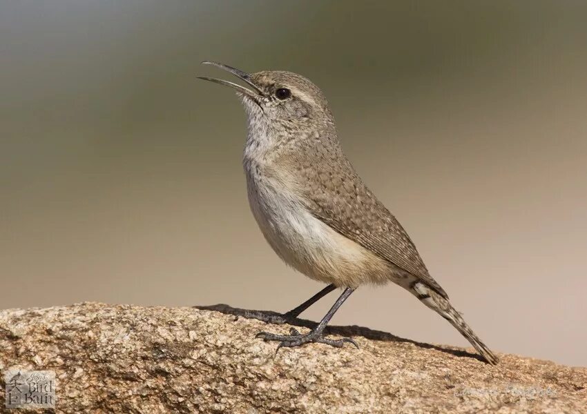 Small tail. Small bird. gray small forest bird. small brown. birds with various beaks.