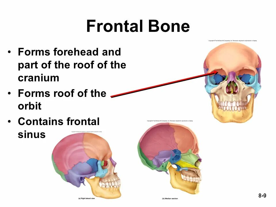 Frontal. Frontal Bone squamous Part. Frontal prokseya. Outline of the frontal Bone Part of the Neck. The bones form