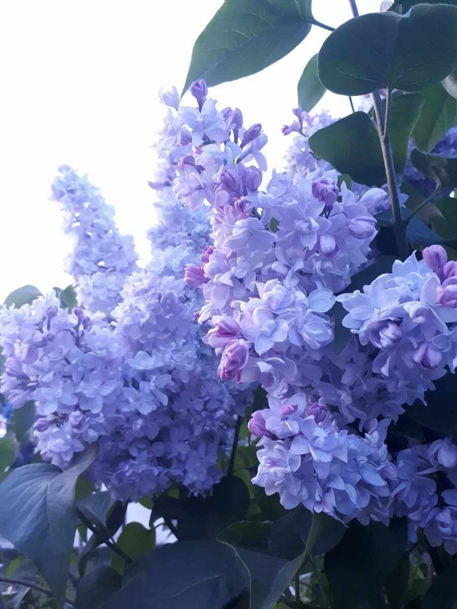 Сирень Блю Дануб. Сирень Blue Danube. Сирень голубая Колесникова. Сирень синяя махровая.