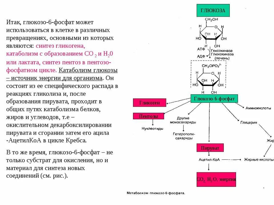 Превращение атф и синтез глюкозы. Глюкозо 6 фосфат функции. основные пути превращения глюкозы-6-фосфата. глюкозо 6 фосфат биологическая роль.