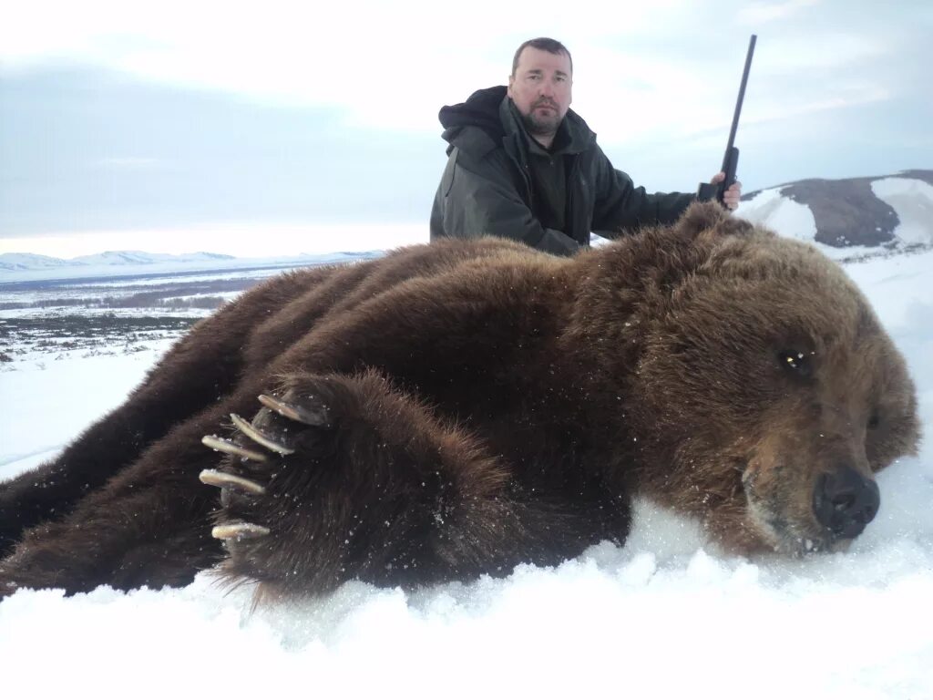 бурый медведь весит. бурый медведь весит. самый большой медведь гризли в мире вес и рост. медведь людоед ханты мансийск. медведь длина тела.