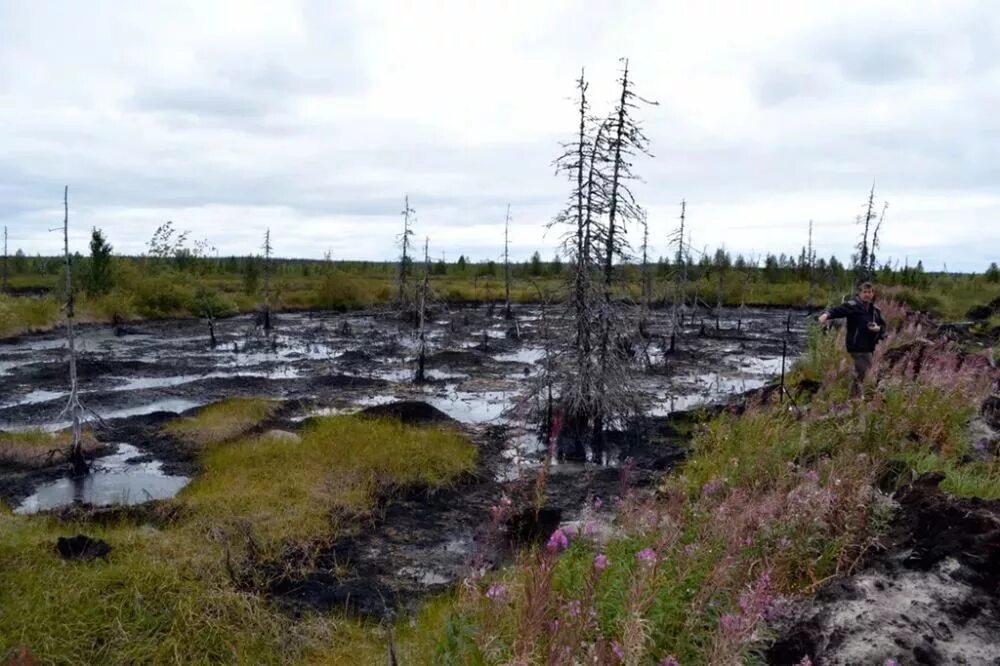 Разлив нефти в тундре. Загрязнение тундры нефтью. Экология в тундре и лесотундре в России. Тундра Усинск. Проблемы тундры в россии