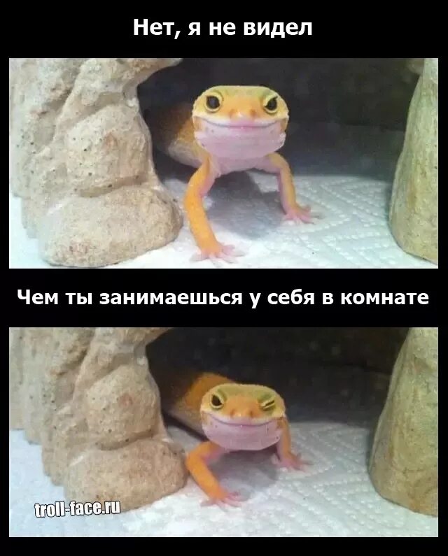 Я хочу ящерицу видео мем Запись от 03.05.2021 постироничные отношения ВКонтакте