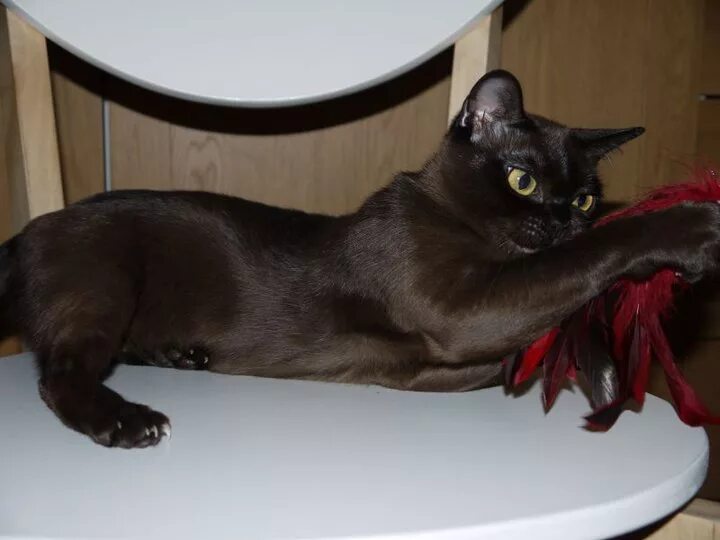 Кошки на которых нет аллергии