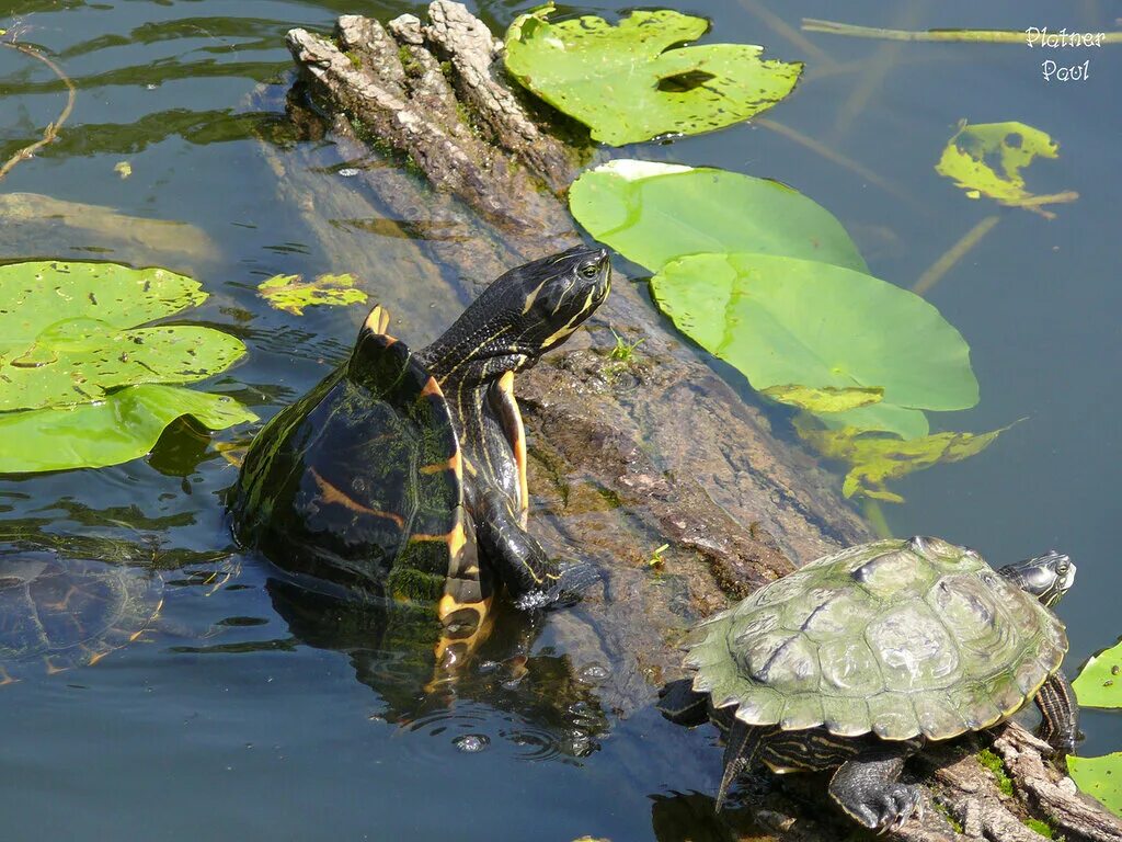 Выпустим черепаху. Красноухая Болотная черепаха. Прудовая черепаха красноухая. Астраханская Болотная черепаха. Красноухая черепаха в реке.