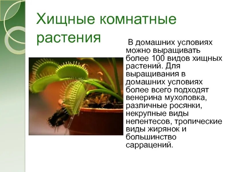 Венерина мухоловка раздражимость. Венерина мухоловка приспособления. Насекомоядные комнатные растения. Растения хищники презентация.