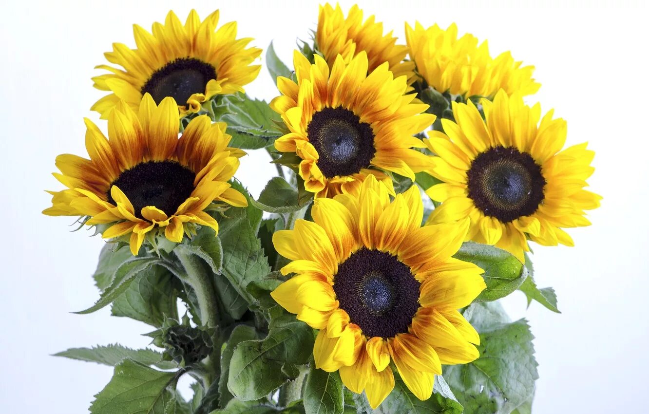 Дикий подсолнечник. 12 августа день подсолнуха история праздника. Подсолнухи читать. Алмазная мозаика поле подсолнухов со зданиями. Dome sunflower.