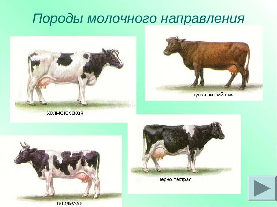 Какая есть корова. Породы коров молочного направления в России. Породы мясо-молочного направления продуктивности КРС. Породы КРС молочного направления. Породы КРС мясного направления молочного направления.
