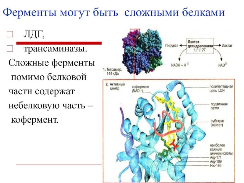 Особенности ферментов белков. Белок-белковые взаимодействия ферментов. Строение сложного фермента. Состав ферментов. Сложные ферменты.