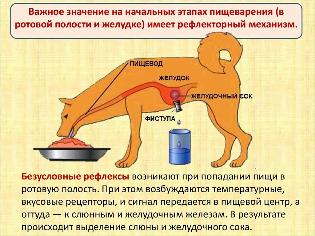 Безусловный рефлекс желудочного сокоотделения. Безусловные рефлекторная регуляция пищеварения. Условные рефлексы пищеварения. Регуляция процессов пищеварения. У собаки выделяется слюна