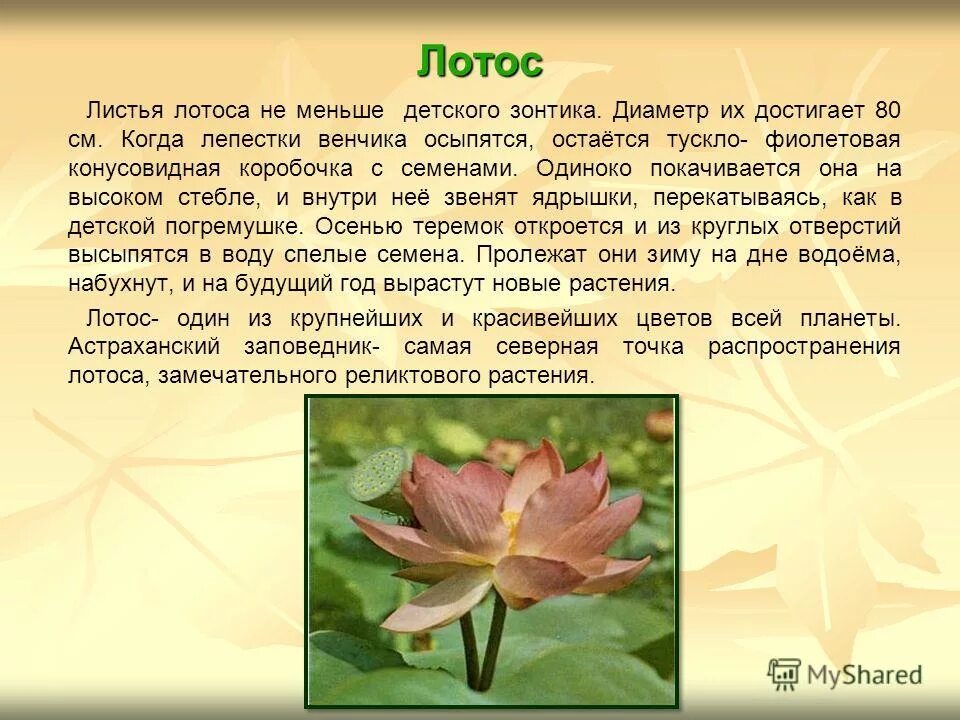 сообщение о лотосе. доклад цветок лотос. сообщение о цветке лотос. сообщение о лотосе. лотос орехоносный philippines gold.