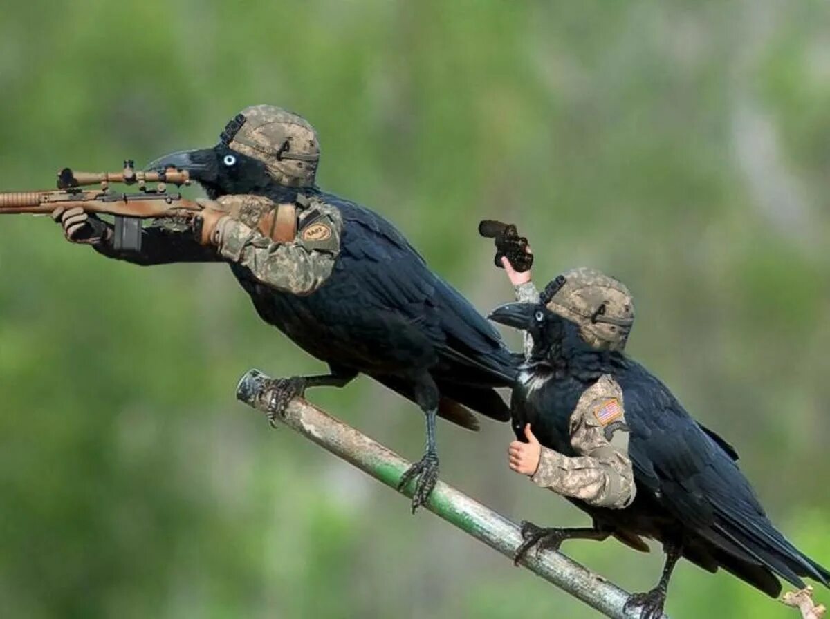 грач (птица) врановые. луна и ворон на ветке. ворона кааар. николай вороненко снайпер белый ворон. гнезда ворон.