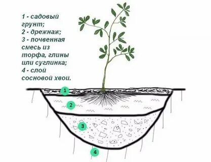 Голубика посадка и уход в подмосковье весной