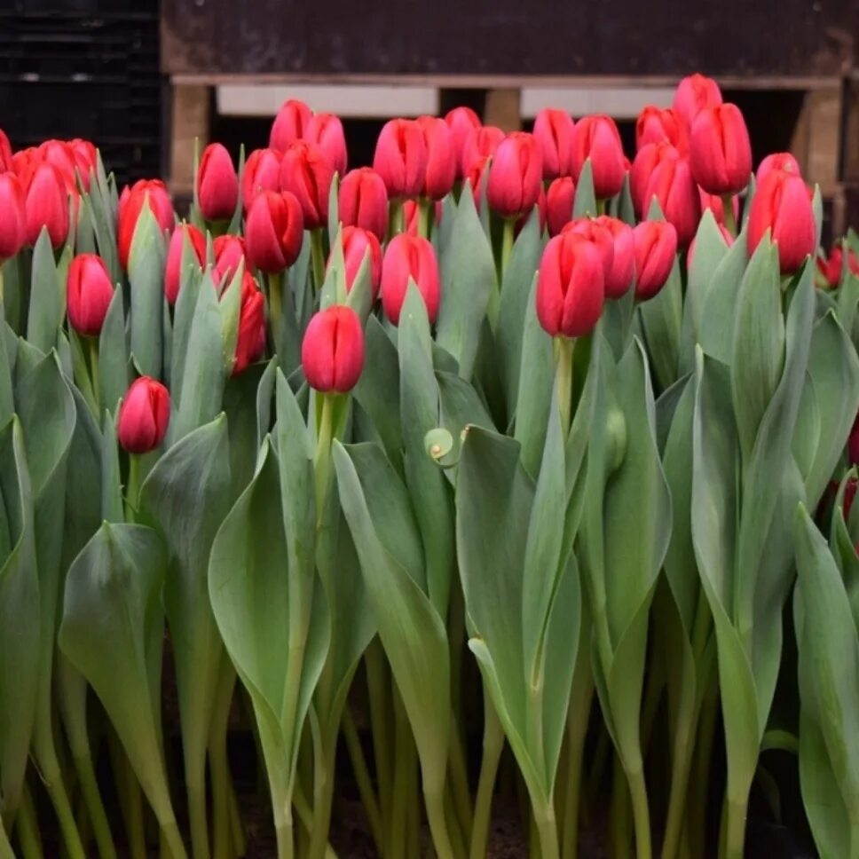 Сорт тюльпанов суррендер. Сорт тюльпана иль де франс. Сурендер тюльпан. Тюльпан саррендер. Сорт тюльпанов surrender.