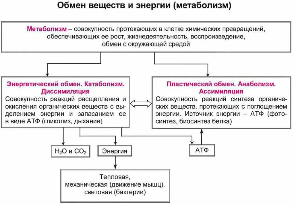 Заполнить таблицу обмен веществ. Схема обмен веществ и энергии пластический и энергетический обмен. схема обмена веществ пластический и энергетический обмен. обмен веществ и энергии метаболизм схема. обмен веществ и энергии метаболизм таблица.
