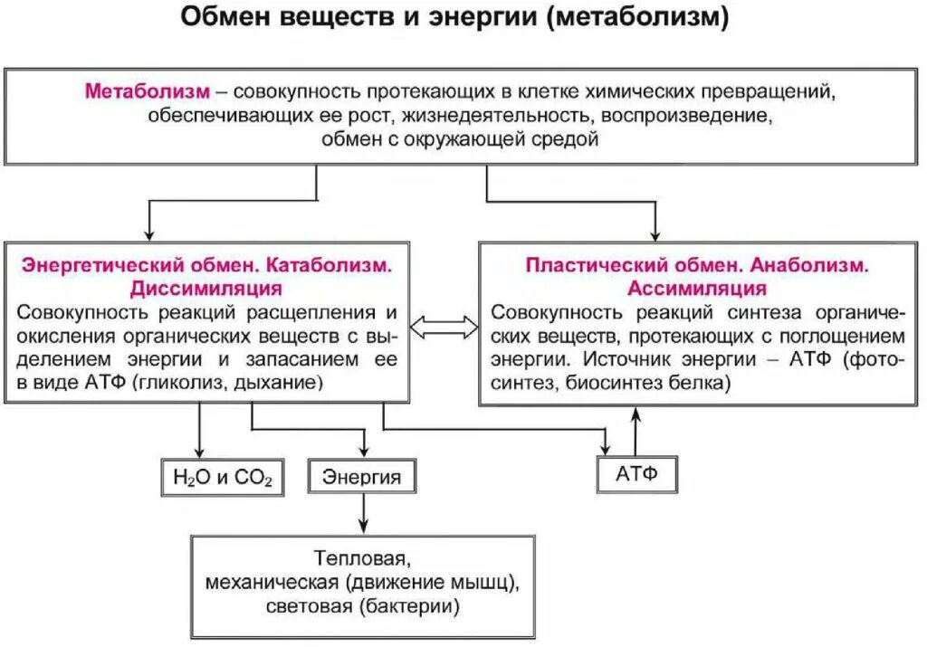 Обмен веществ человека биология. Схема обмен веществ и энергии пластический и энергетический обмен. Схема обмена веществ пластический и энергетический обмен. Обмен веществ и превращение энергии схема. Обмен веществ и энергии метаболизм схема.