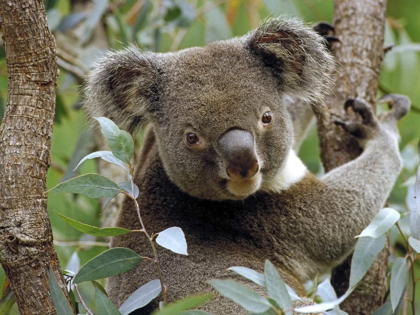 Коала на эвкалипте. Сумчатый медведь коала Австралия. Эндемики Австралии коала сумчатая?. Эвкалипт в Австралии с коалой.