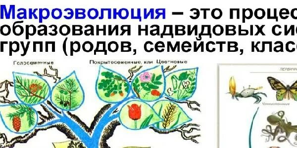 Тест микроэволюция. Контрольная работа по теме микроэволюция макроэволюция. кроссворд на тему макроэволюция. рабочая тетрадь по биологии 11 класс по теме макроэволюция.