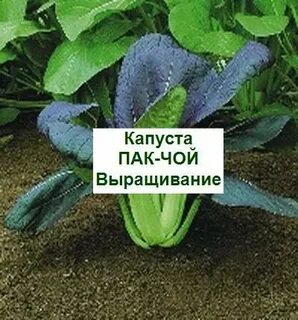 Выращивание капусты особенности