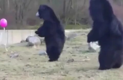 Видео про приведена
