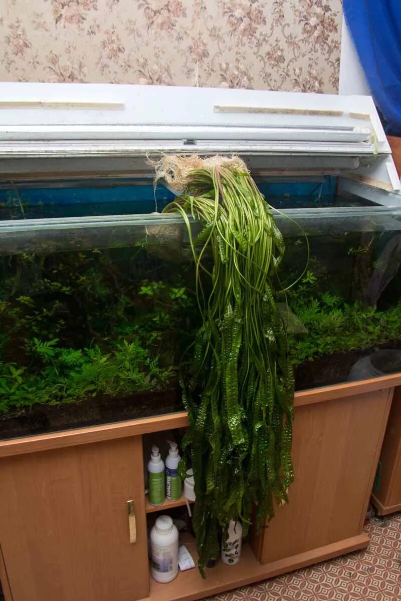 Растения в горшках в аквариуме. Посадить в аквариум как можно. Посадить в аквариум как можно. Красивый аквариум с рыбками и растениями. Роголистник.