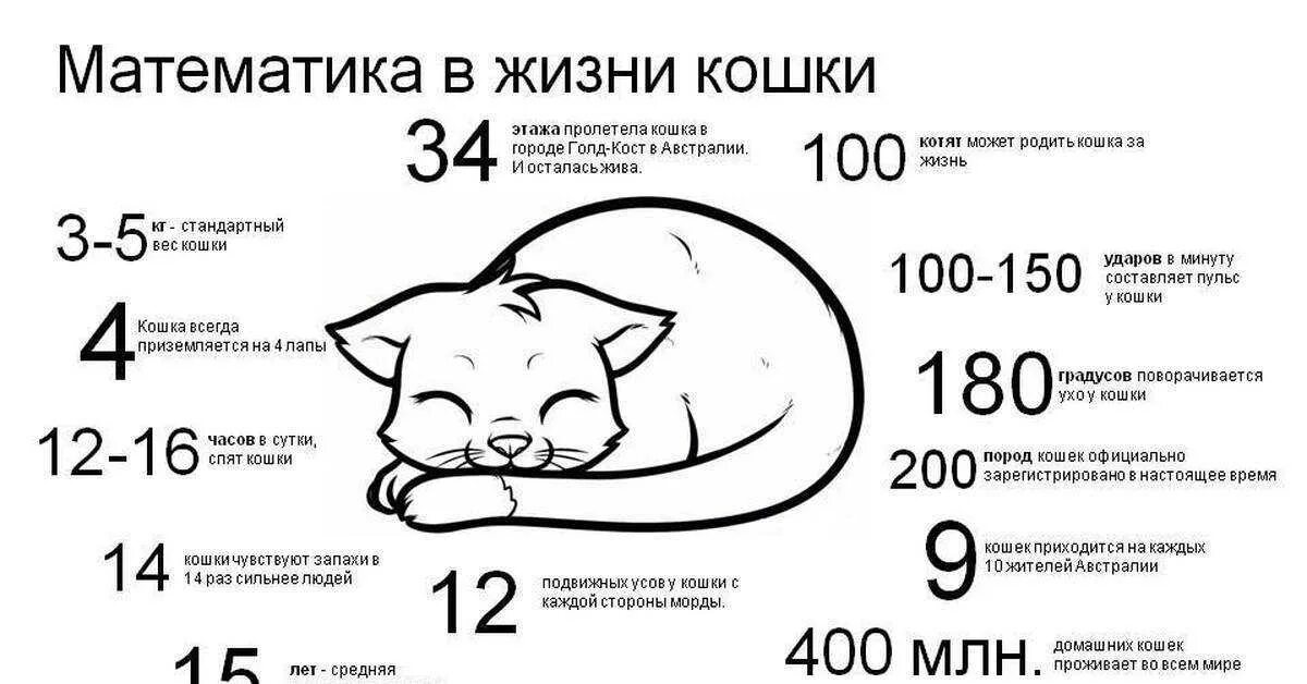 Статистика котов. Сколько живут кошки. Продолжительность жизни кошек. Средняя Продолжительность жизни кошек. Продолжительной жизни кошки.