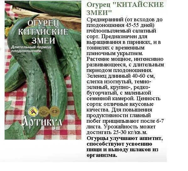 Огурец ф1 китайский змей. Огурец китайский змей Сембат. Сорт огурцов китайский змей. Огурец китайский змей Ганичкина. Огурец китайский змей описание отзывы